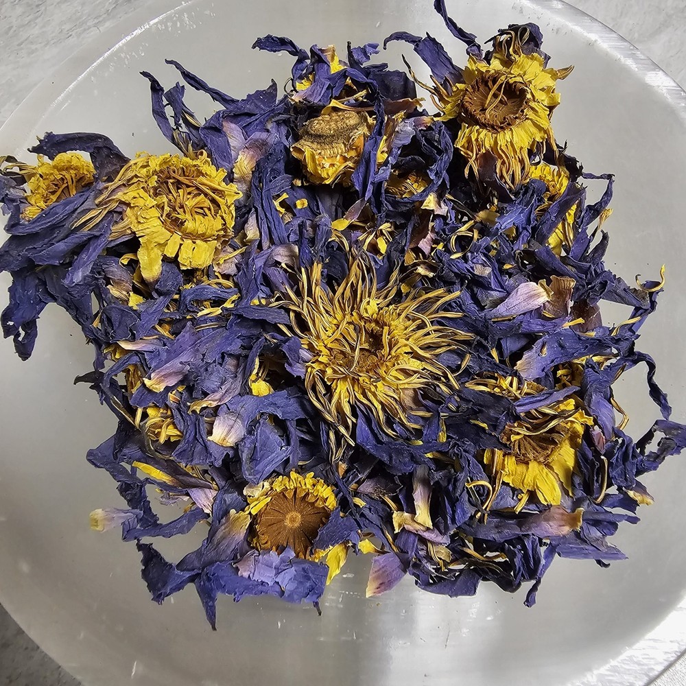Lotus Egyptian Blue Flower