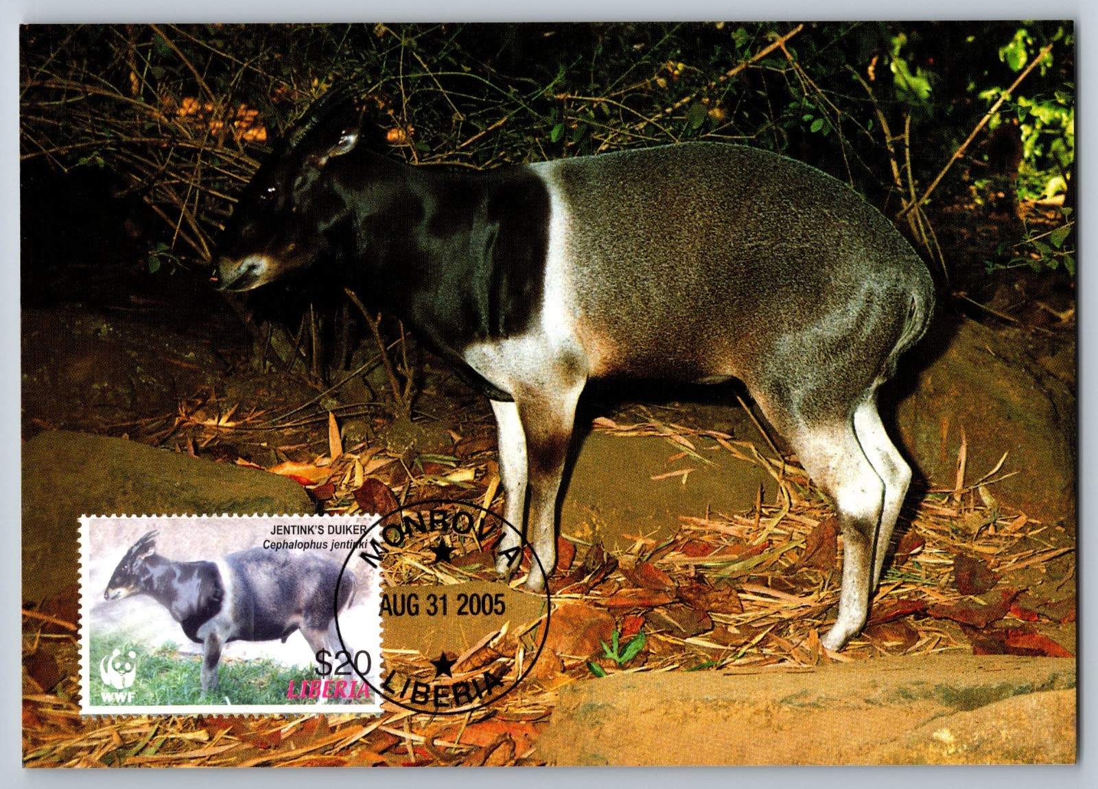 Liberia 2005 Jentink's Duiker & Ogilby's Duiker Set of Four FDC Maxi Cards