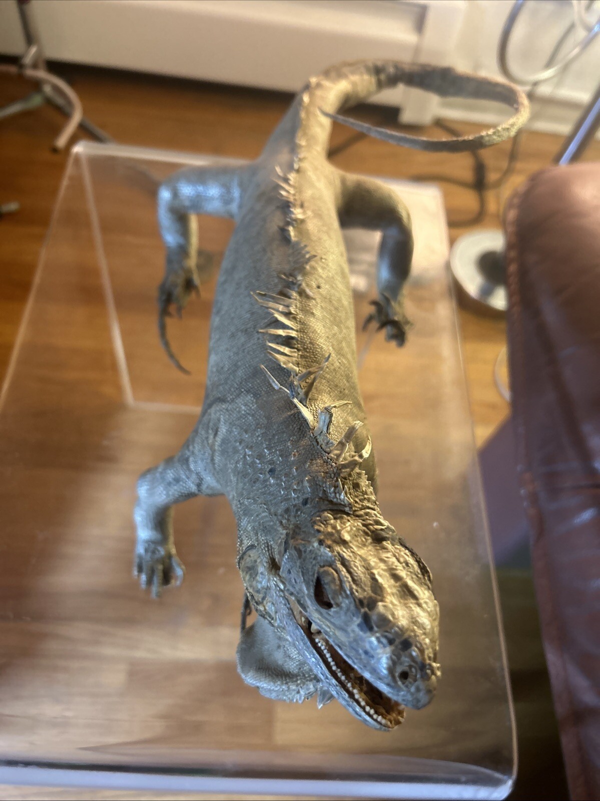 Vintage taxidermy Igauna Lizard, Folk Art, Home Decor, Exotic, Macabre, Rare