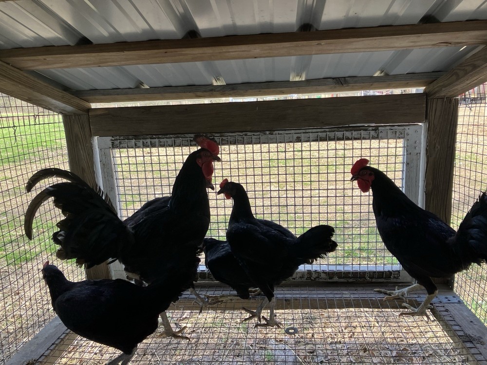 12 Black Peruvians Hatching Eggs