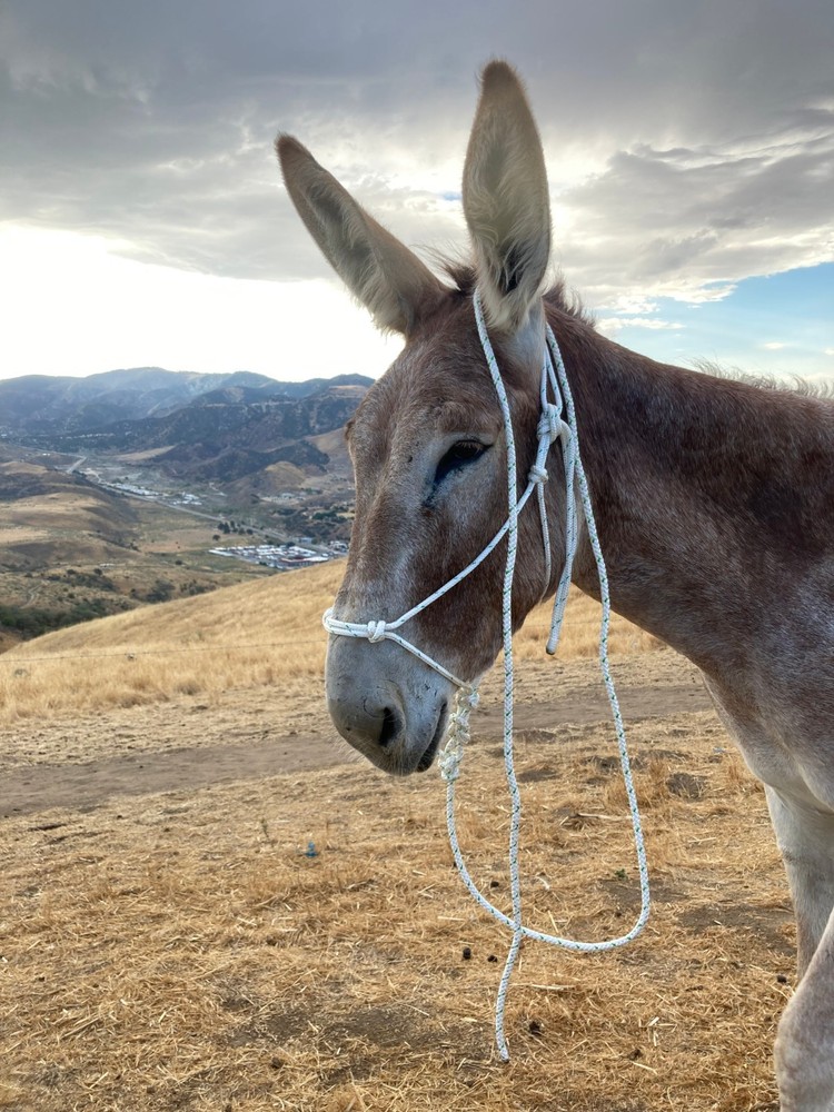 Mule/Donkey Adjustable Rope Halter & 8ft Lead