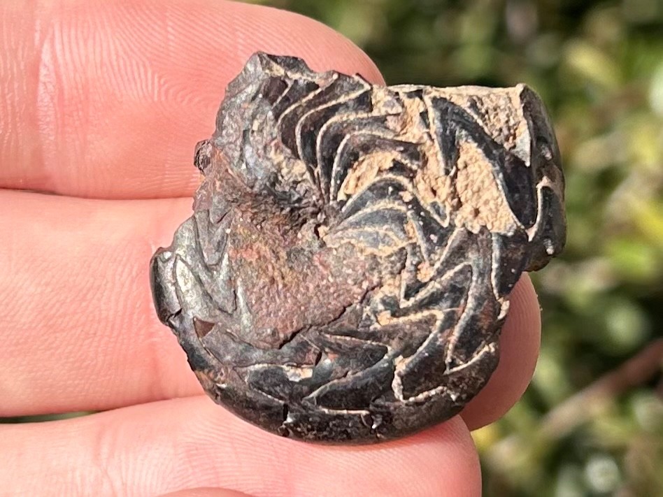 Discoclymenia cucullata Fossil Goniatite Morocco Ammonite Devonian Age