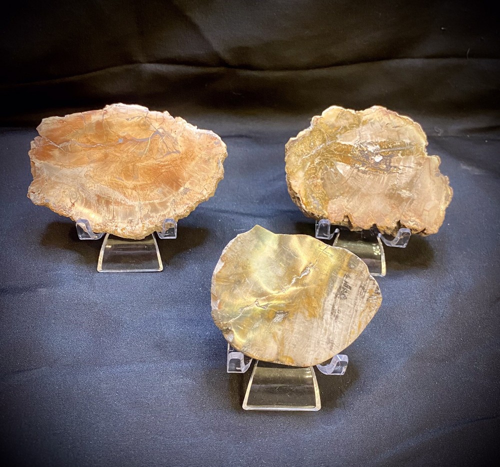 Three Piece Petrified Wood Trio