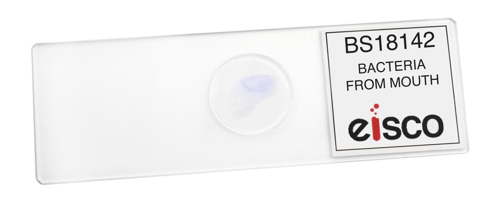 Bacteria from Mouth - Prepared Microscope Slide - 75x25mm - Eisco Labs