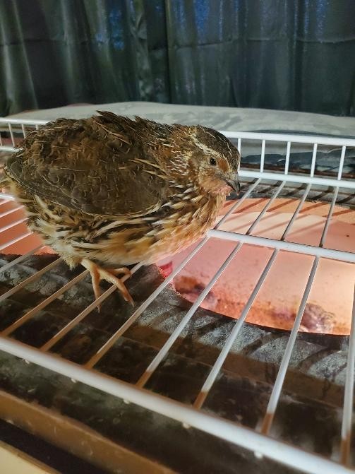 12 + 6 Extra Assorted Coturnix Quail Fertile Hatching Eggs Many Colors Patterns
