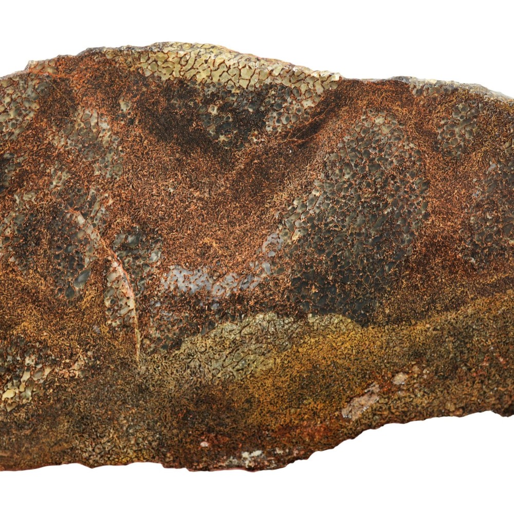 Gem Dinosaur Bone Slab - Dark Broken Shell Pattern