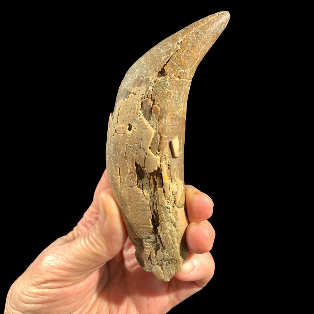 Basilosaurus Tooth