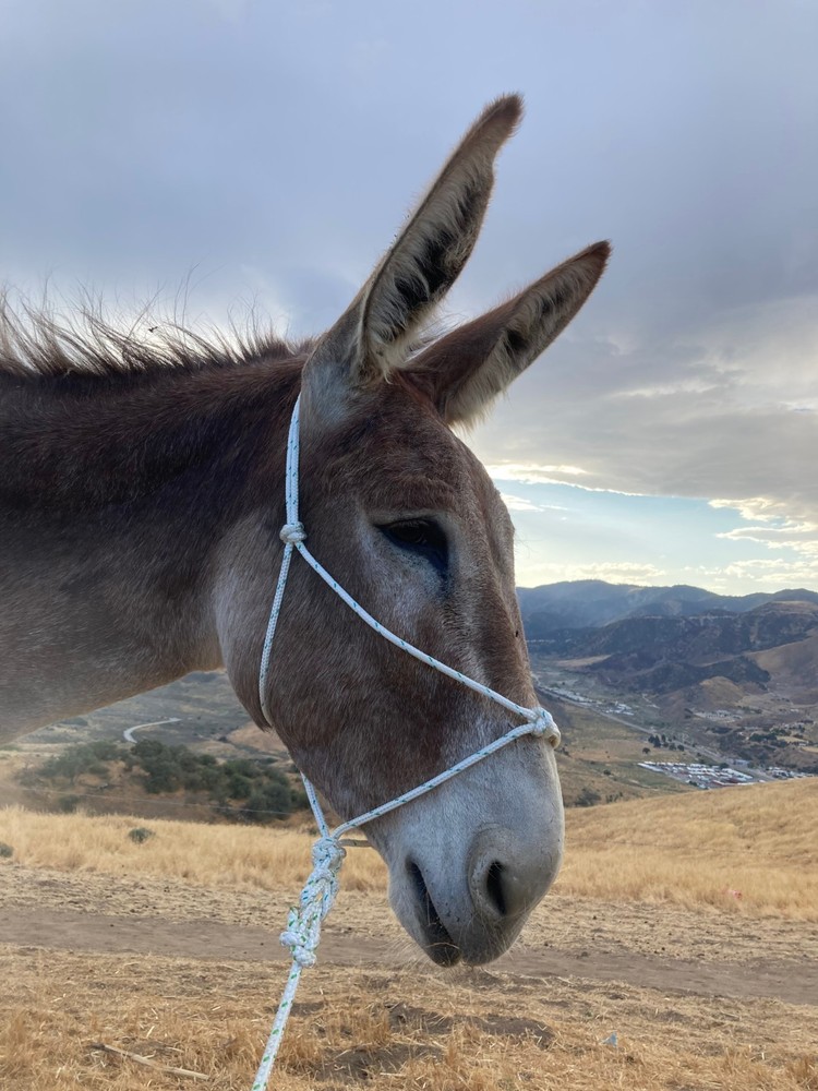Mule/Donkey Adjustable Rope Halter & 8ft Lead