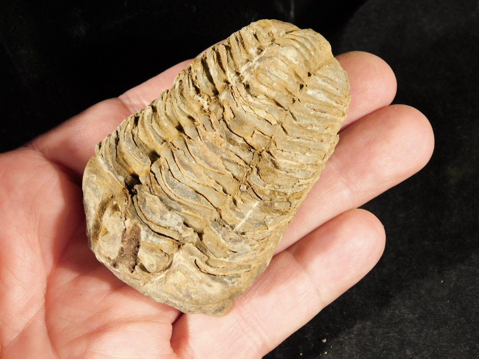 Big! 460 MILLION Year Old! Flexicalymene TRILOBITE Fossil Morocco 2.31