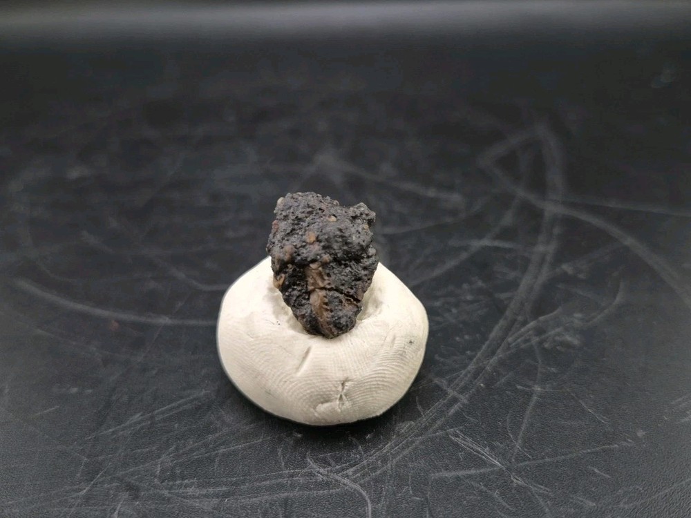 Fossil Dinosaur Permineralized Tooth T-rex 🦖