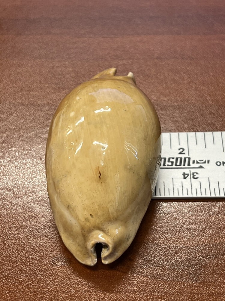 Fossilized Extinct COWRIE Shell From Central Florida, Pliocene Era.