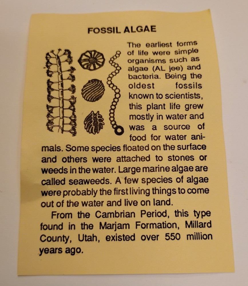 Fossil Algae With Information Sheet