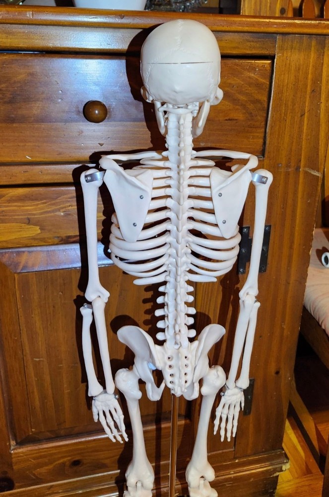 Anatomical Human Skeleton Model Educational Display & Decor