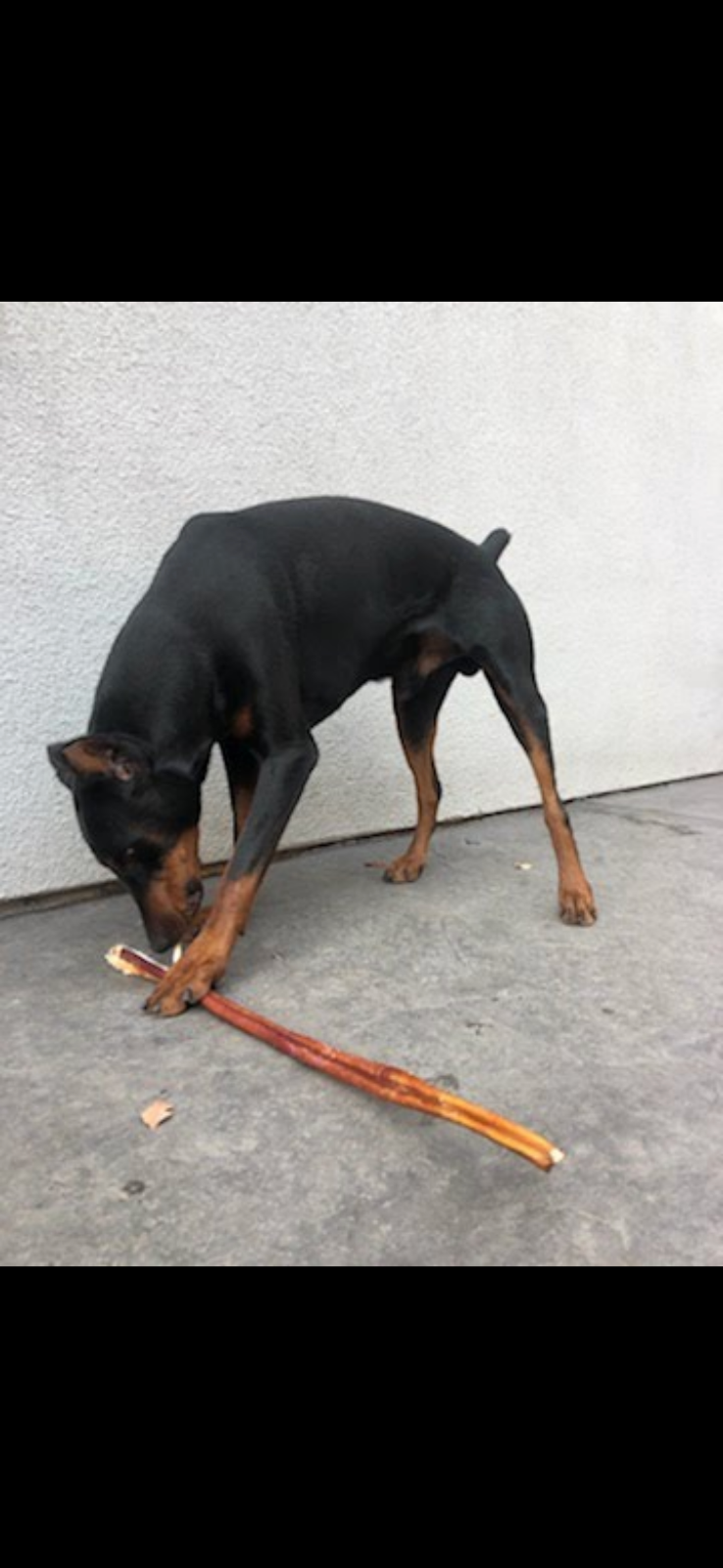 12" Black Angus JUMBO THICK BULLY STICKS natural dog chews treats Dog Bone