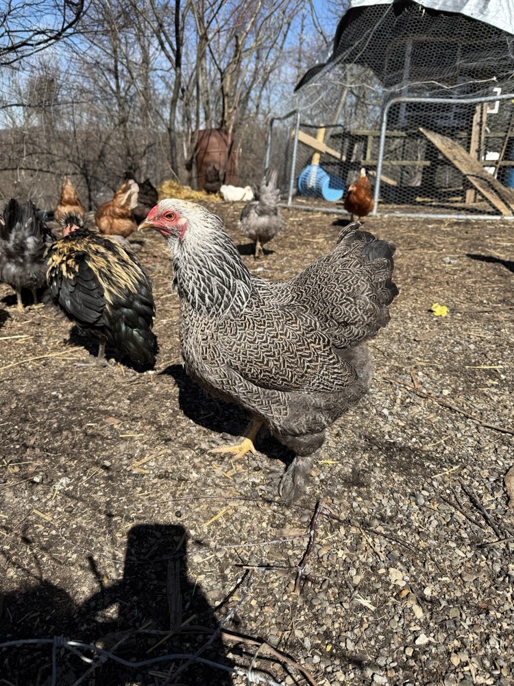 12 Dark Brahma hatching eggs