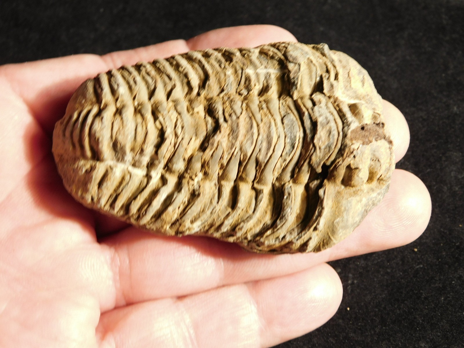 Big! 460 MILLION Year Old! Flexicalymene TRILOBITE Fossil Morocco 2.31