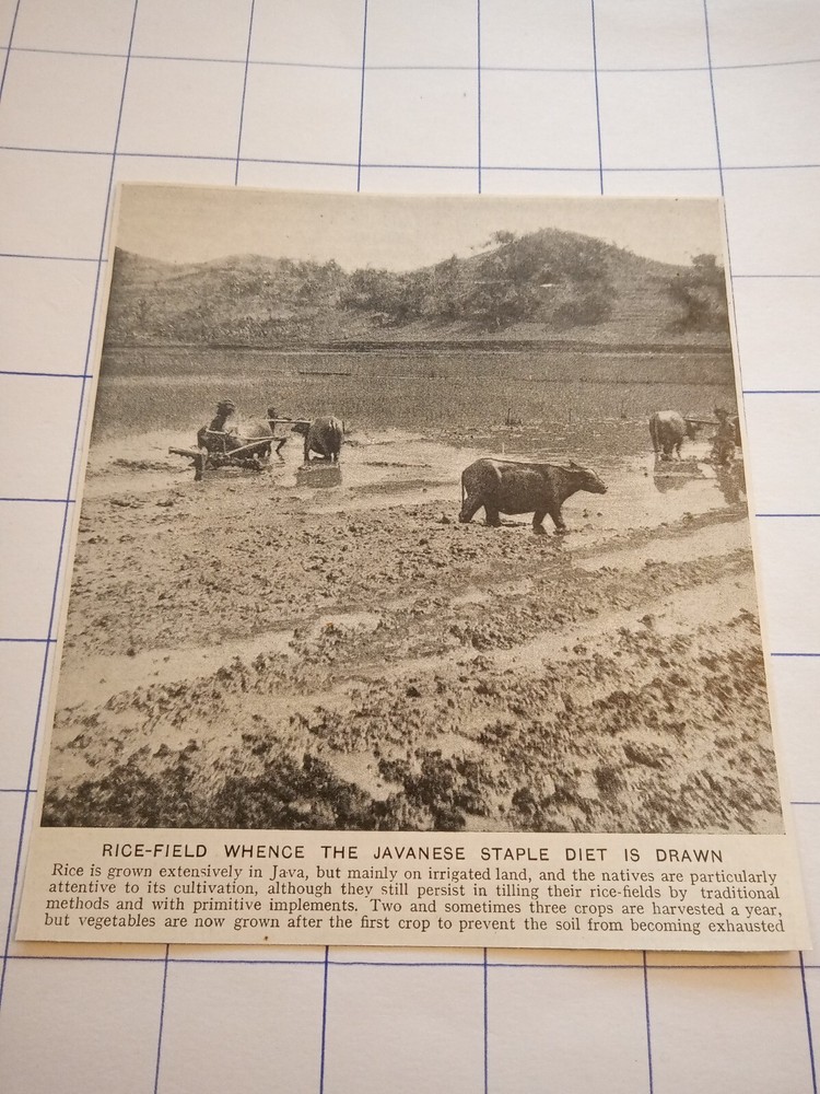 Rice field javanese staple diet Java cultivation c 1926