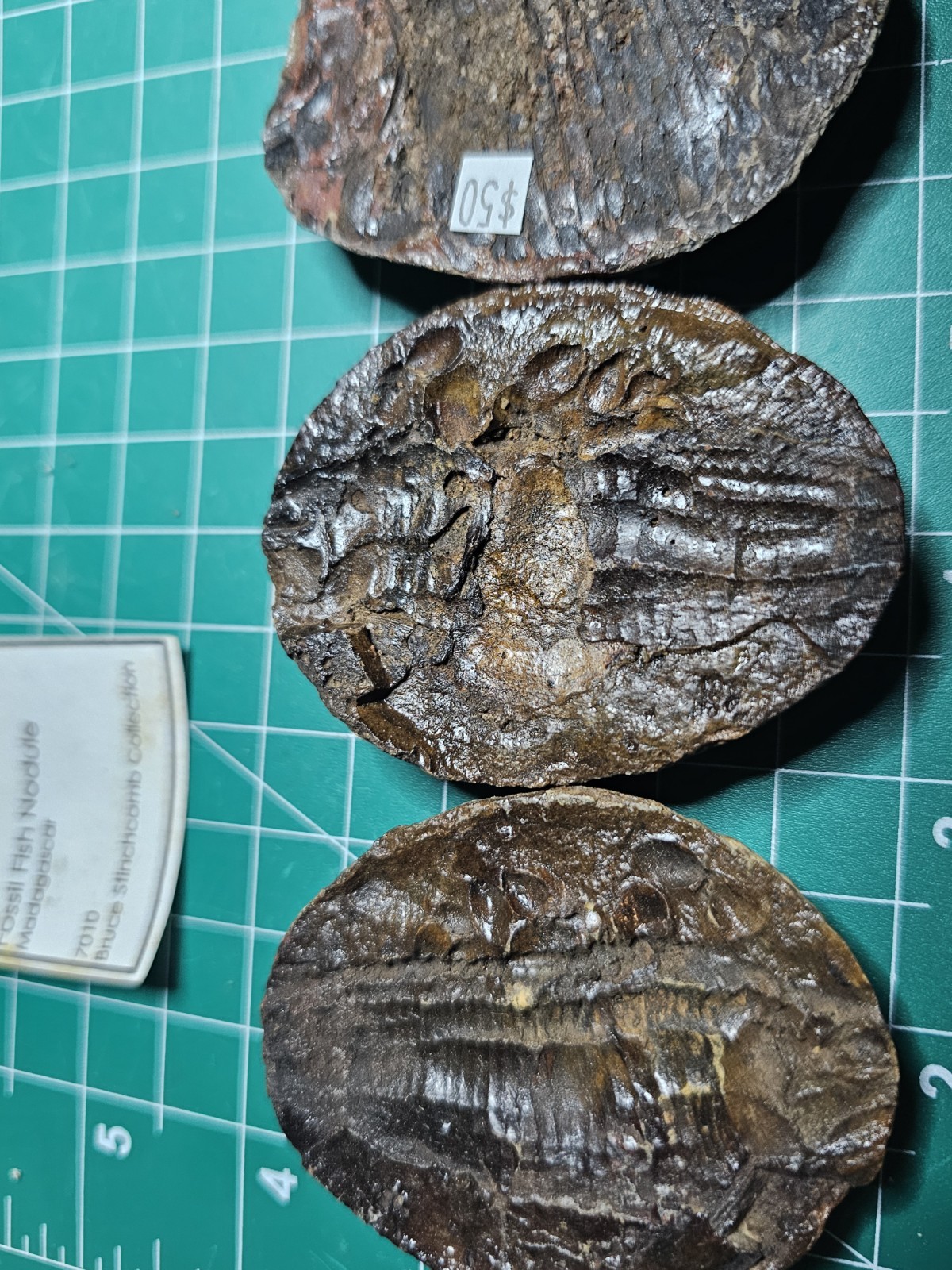 2 Rare Fish Fossil Nodules Dr Bruce Stinchcomb Collection L.