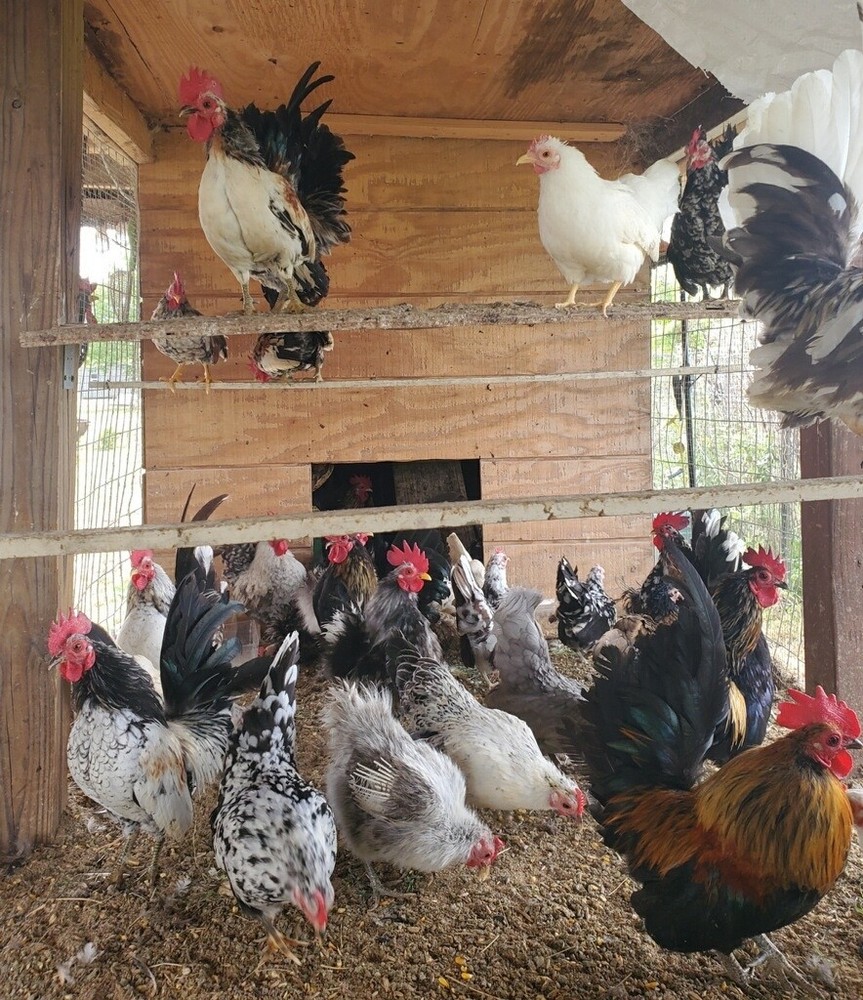 12 Clean Serama Hatching Eggs, Micro, A & B Types / Malay/Trad