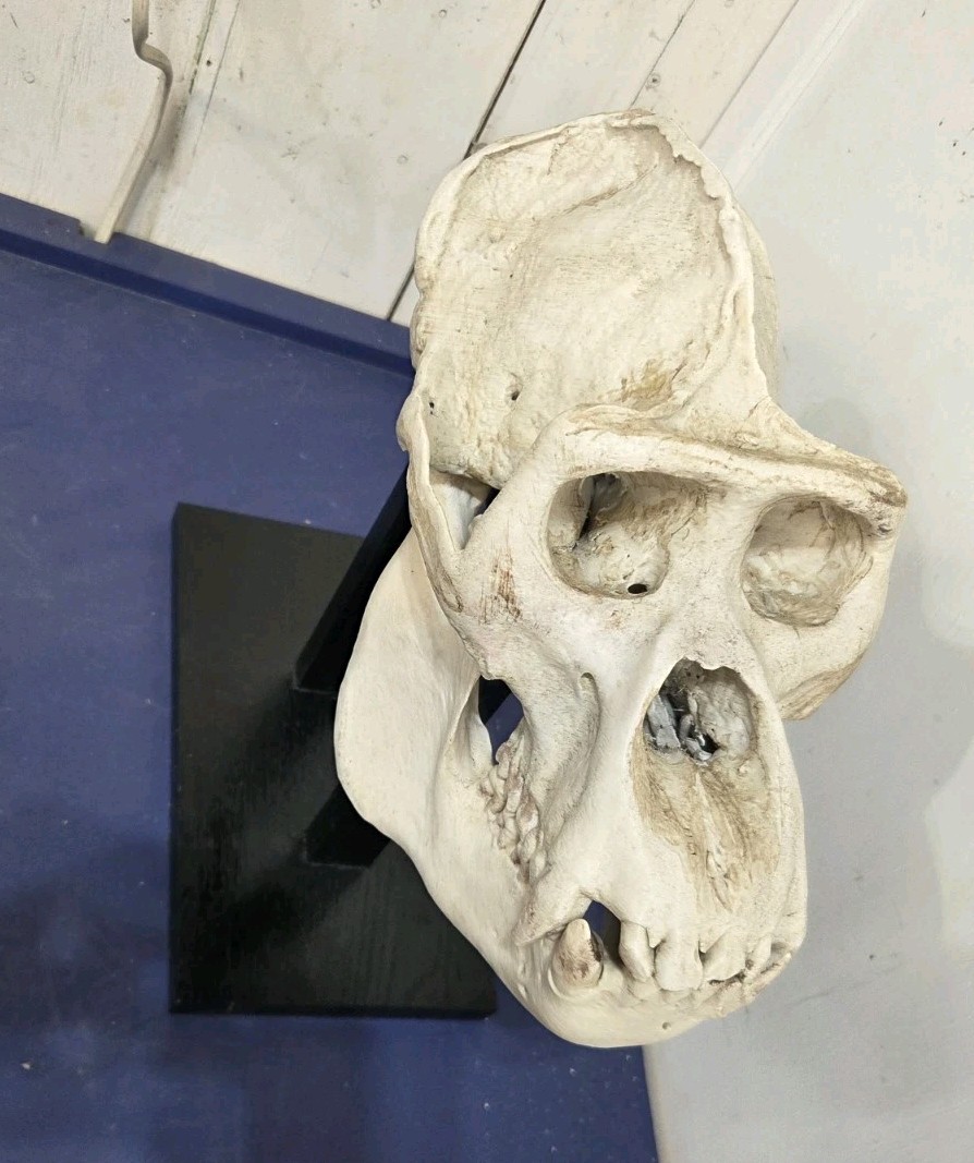 Gorilla Skull Replica Life Size, With Wood Stand.