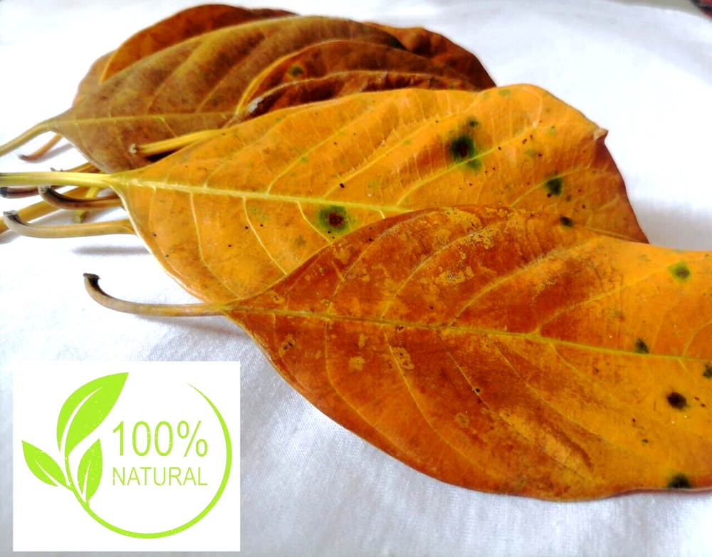 Natural Dried Jack Fruit 60pcs Leaves