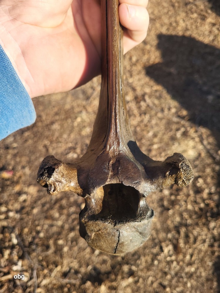 Historic Bison thoracic vertebra