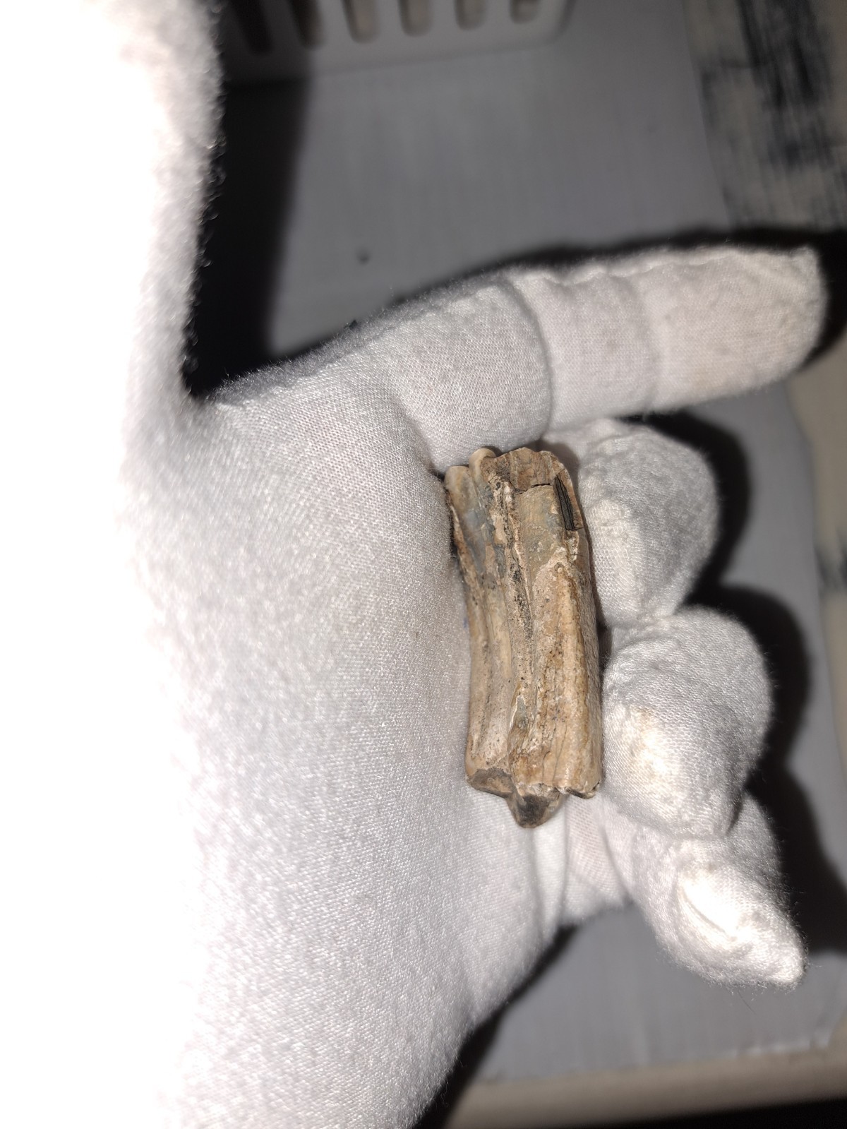 EOCENE FOSSIL HORSE [EQUUS] TOOTH FRAGMENTS FROM ARCADIA, FLORIDA – SPECIMENS #5