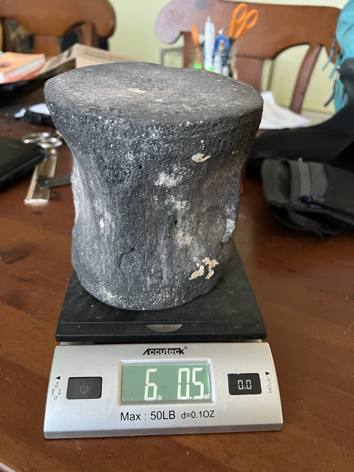 South Florida Whale Vertebrae Fossil