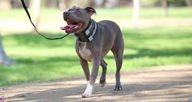 Cesar Millan Pack Leader Collar™ - Premium Training Collar by Dog Whisperer,