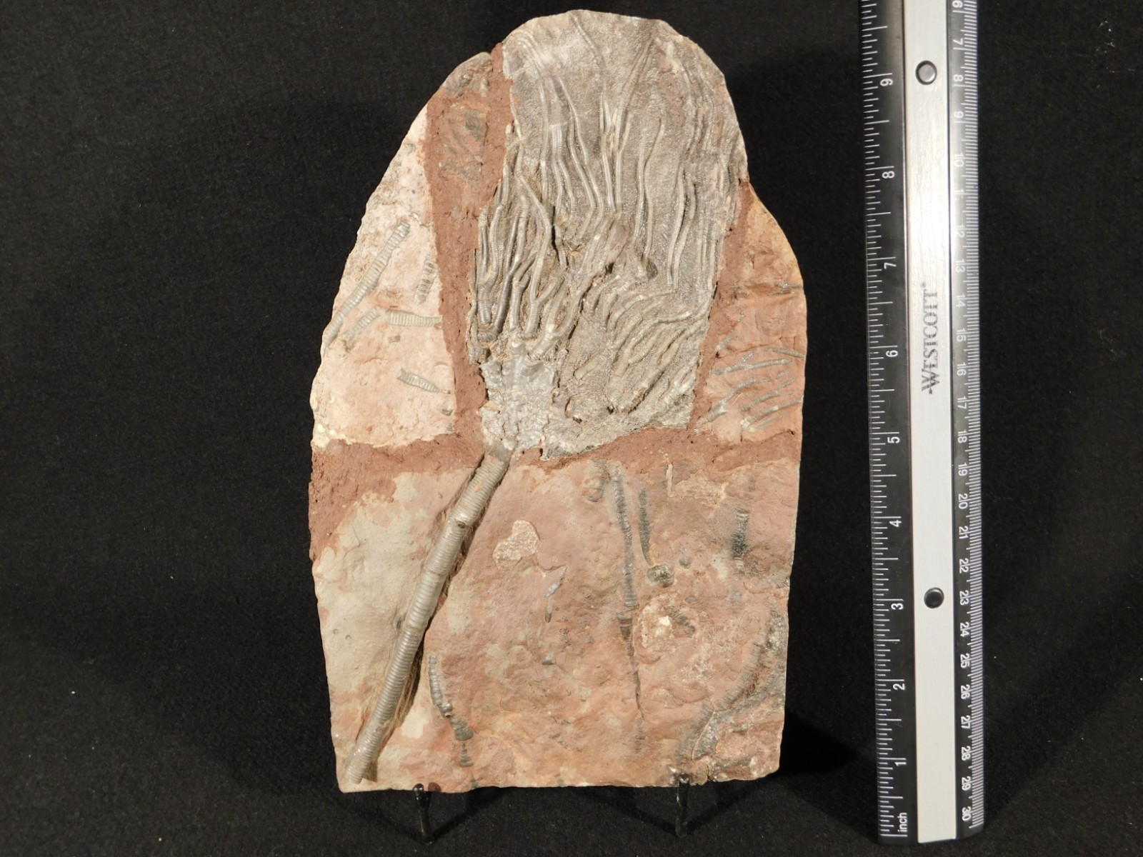 LARGER! 430 Million Year Old! CRINOID Fossil or Sea LILY Fossil Morocco 1133gr