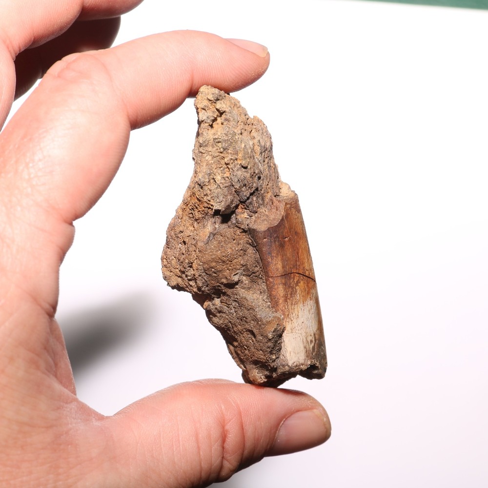 Small Dinosaur Rib Section from Hell Creek Formation Cretaceous - Nice Quality