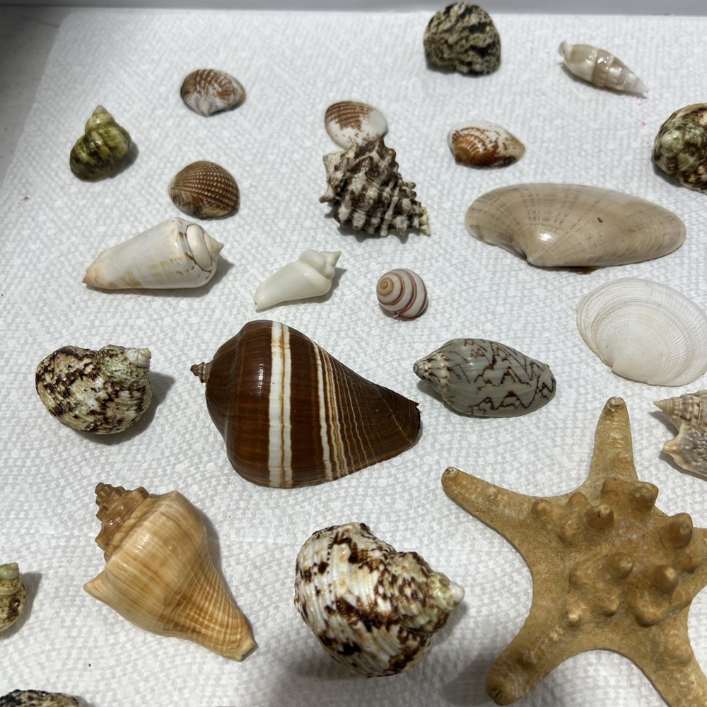 Sea Shells Assorted B1 80 Pieces