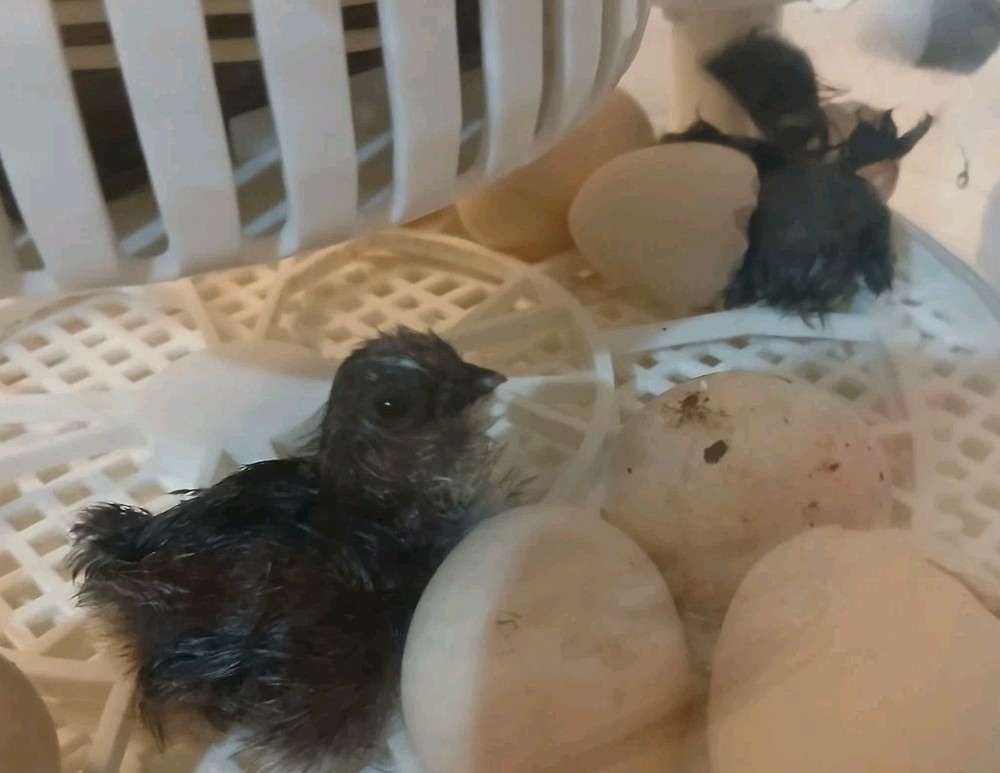 12 Heavy Egg Production Hatching Eggs