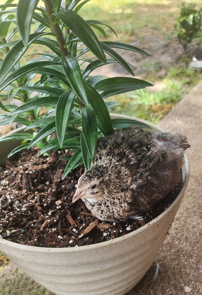 25+ Celadon Coturnix Quail Hatching Eggs