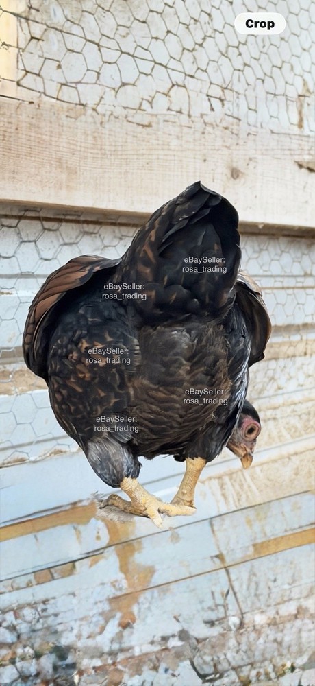 Dark Cornish Bantam Hatching Eggs 10 Pcs