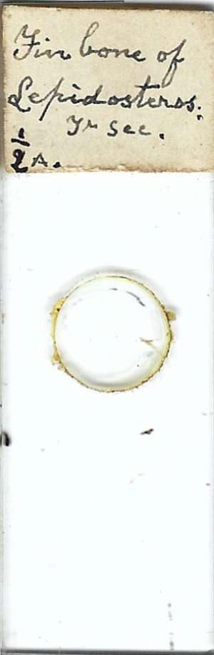 Gar Lepidosteus sp. Fin Bone Microscope Slide