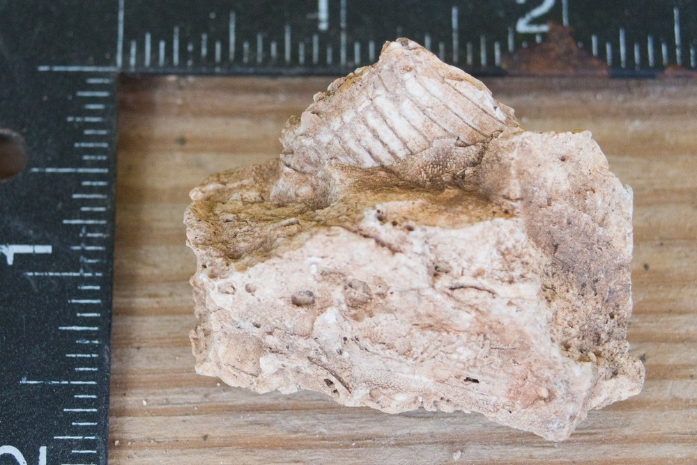 NE Oklahoma Fossil