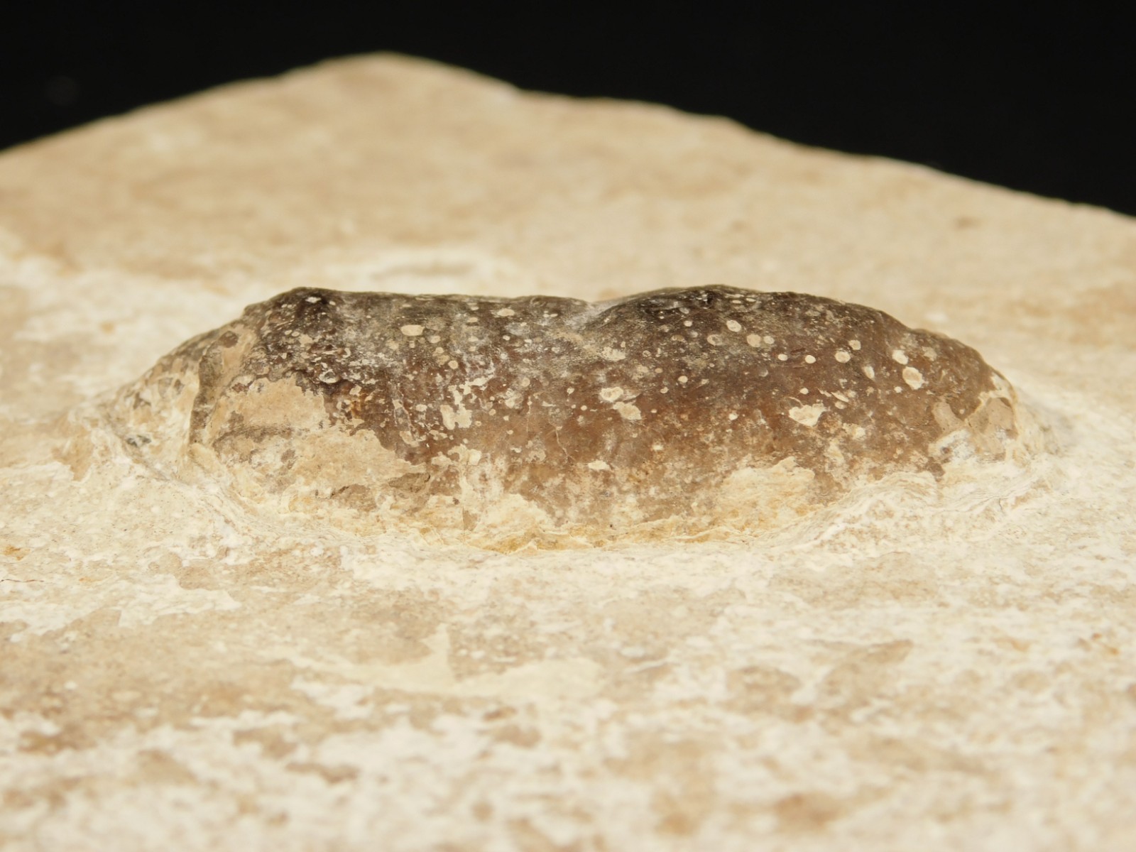 BIG! CROCODILE / TURTLE Coprolite or Fossil Turd From Wyoming 586gr