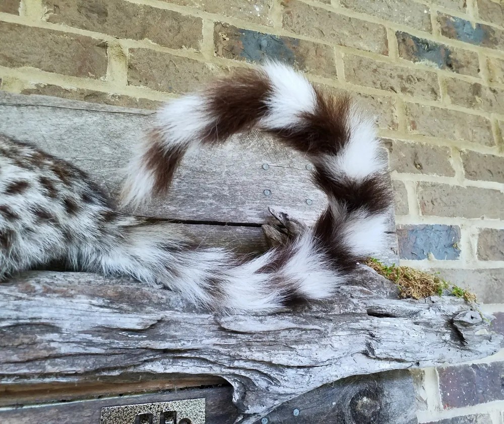 Genet on Pine Branch