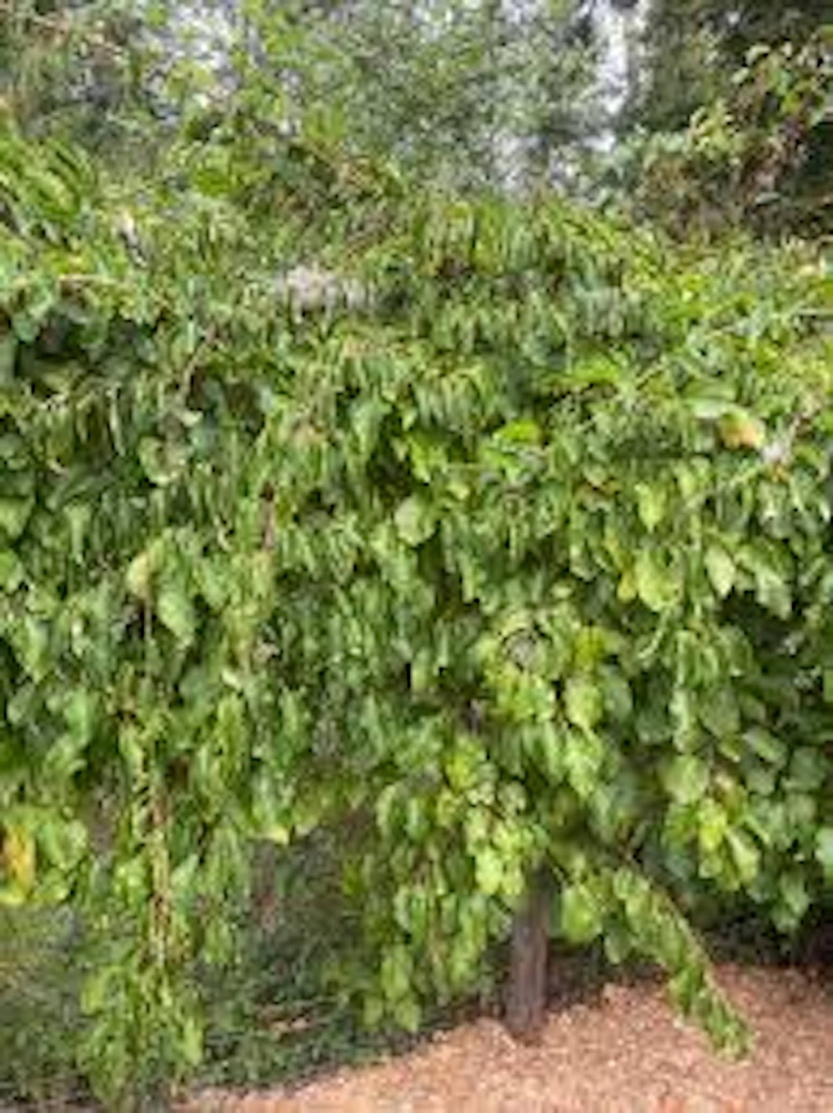 5 Issai Hardy Kiwi Plant Actinidia arguta Starter Plant