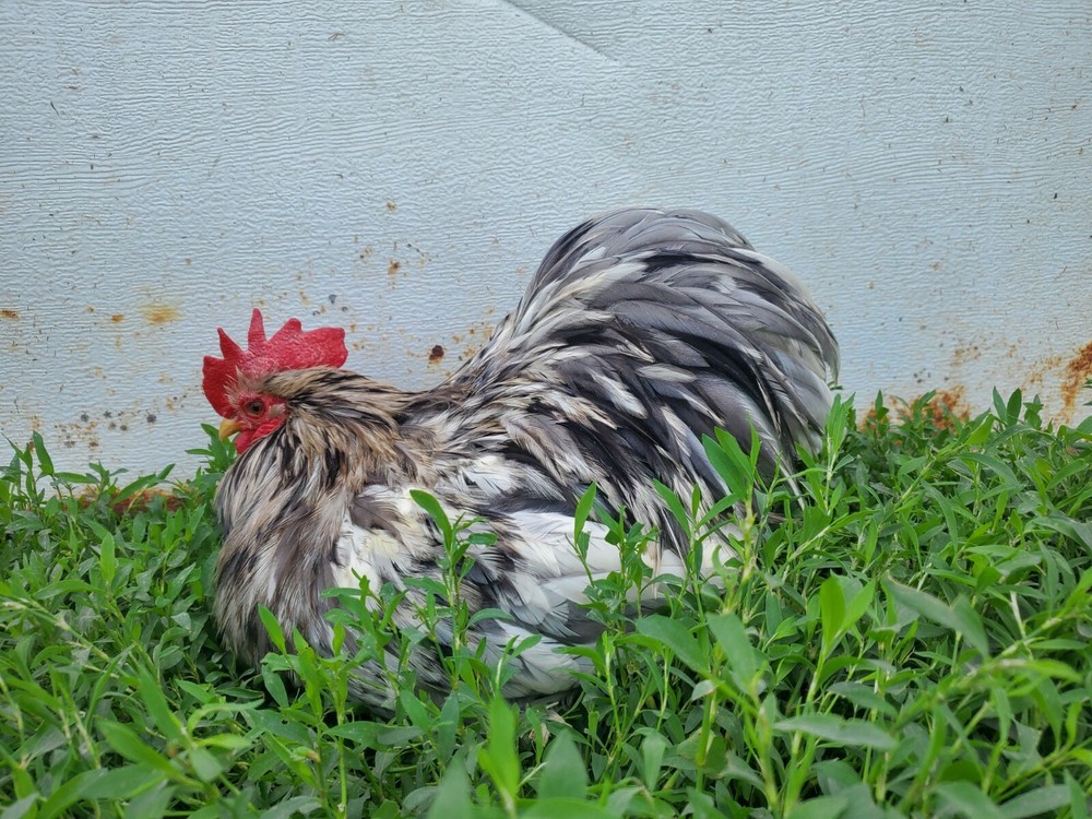 Dozen bantam cochin hatching eggs