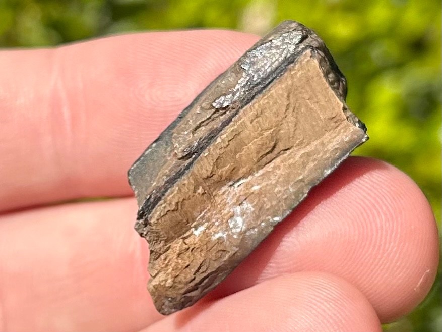 Fossil Giant Armadillo Tooth Holmesina Pleistocene Ice Age Mammal Florida