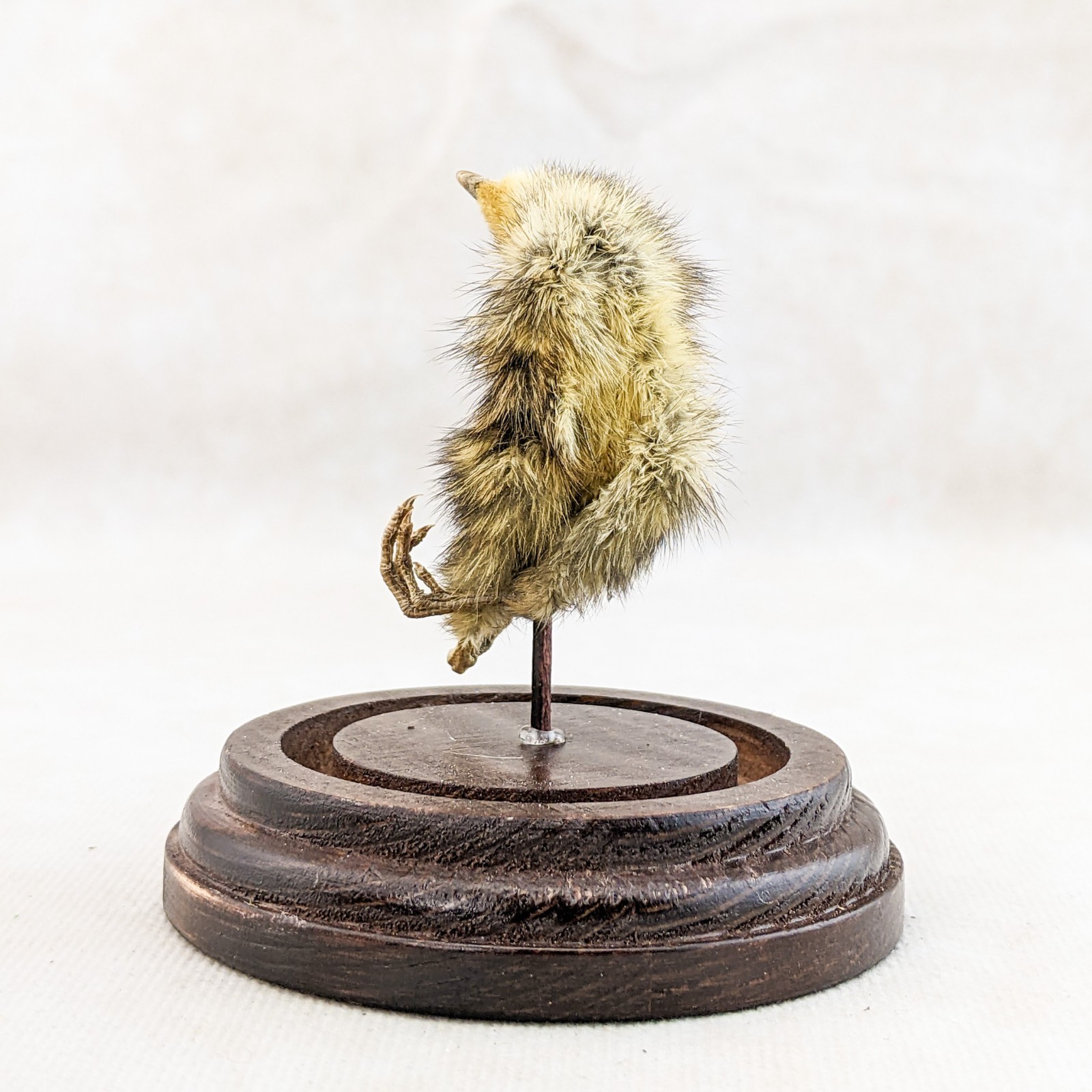 Dancing Quail Chick showcased in Glass Dome Display Taxidermy curiosity decor