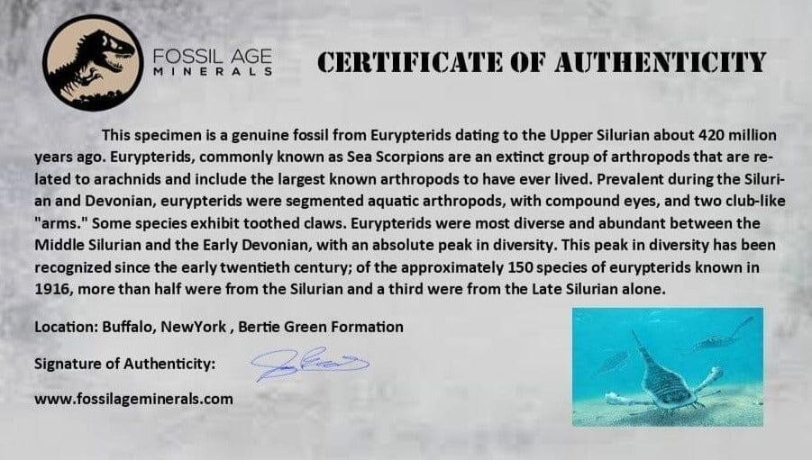 4.2" Eurypterus Sea Scorpion Fossil Eurypterid Silurian 420 Mil Yrs Old New York