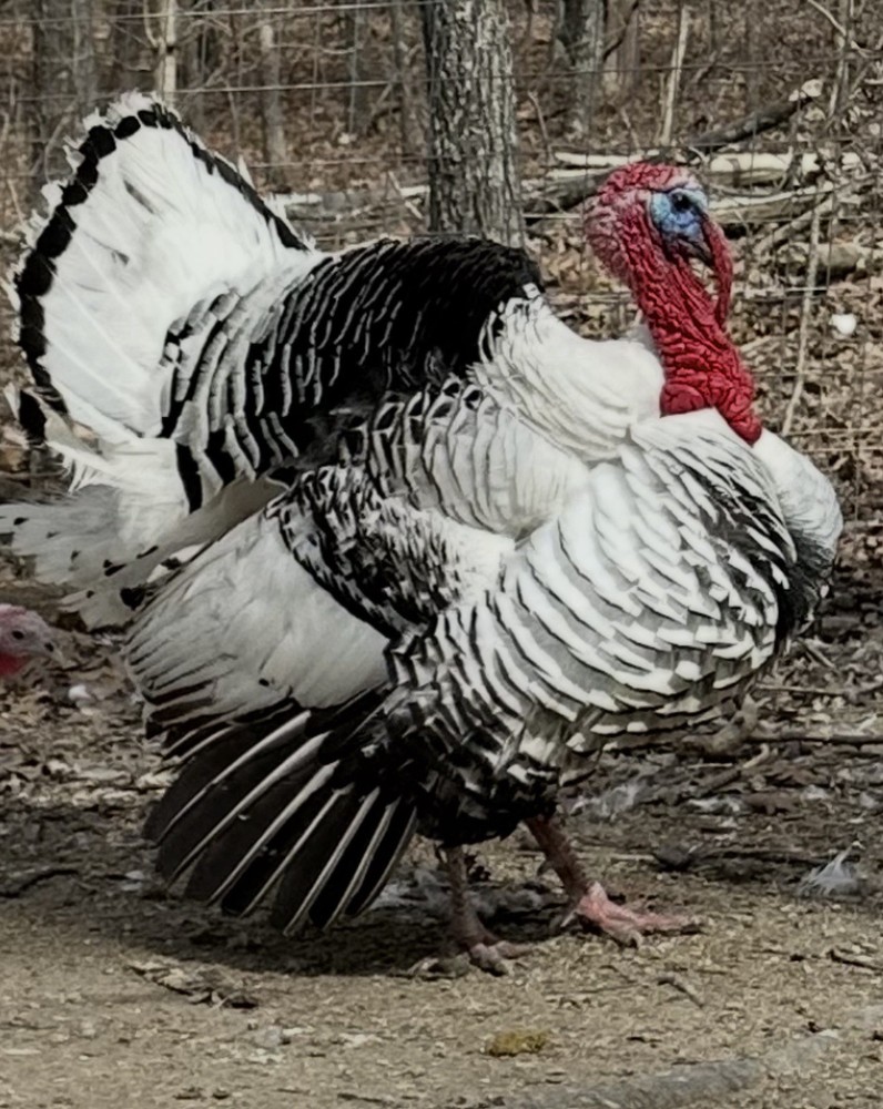 6 Royal Palm Turkey  Hatching Eggs