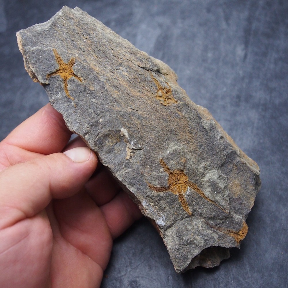 Edrioasteroid Protaster sp. Echinoderms Ordovician Fossil Fossilien