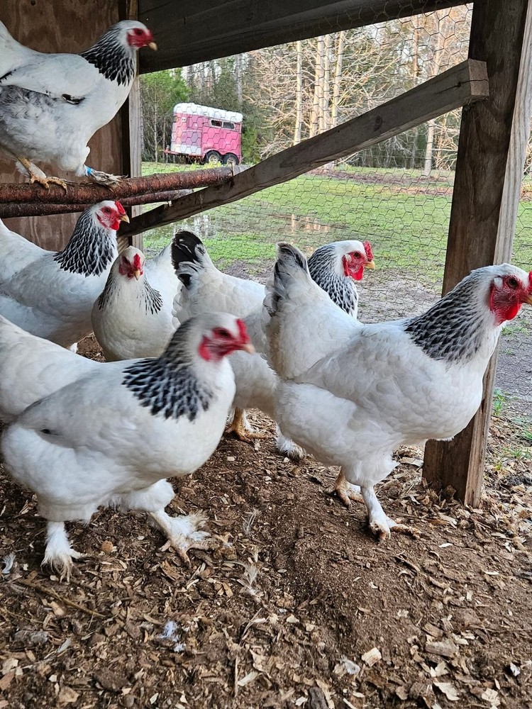 14 Light Brahma Hatching Eggs NPIP 💫