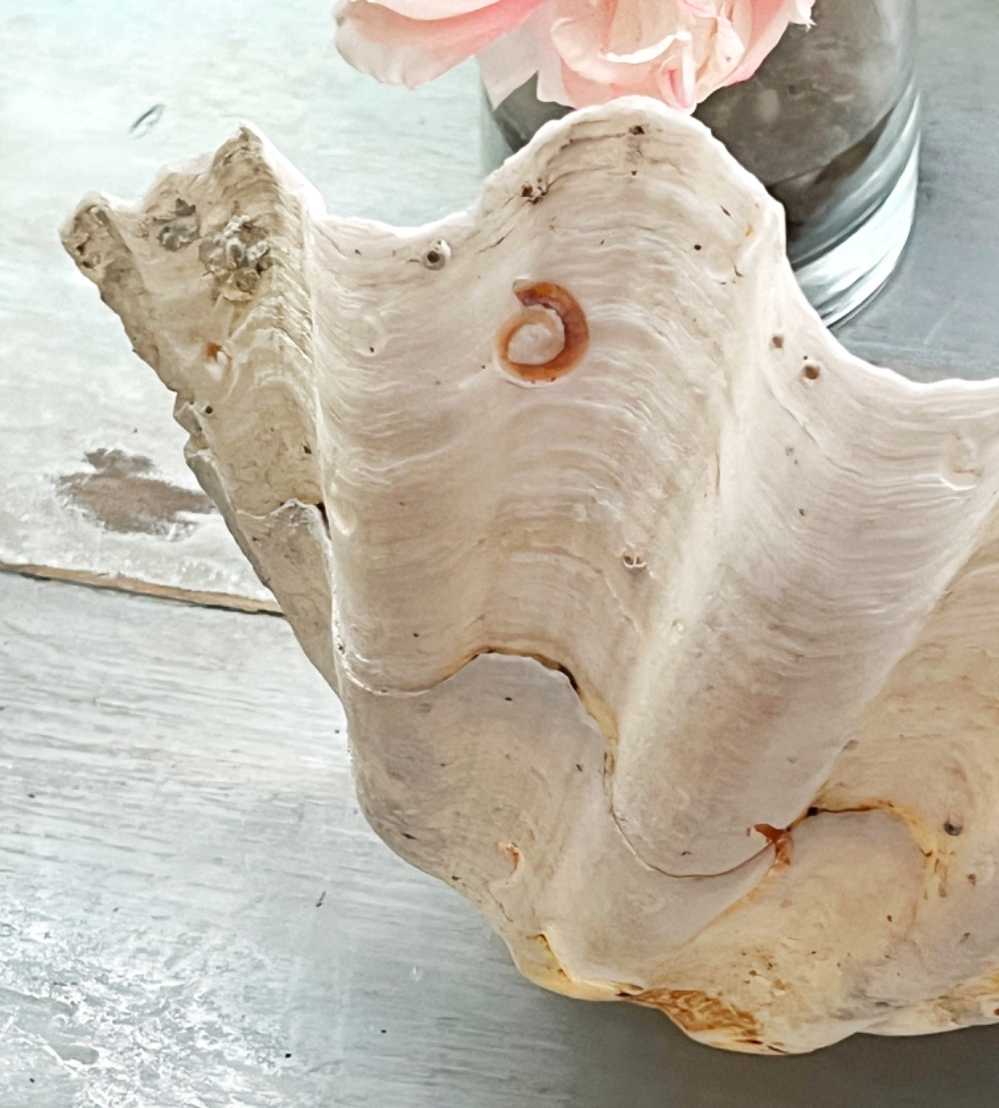 Tridacna Giant Clam Shell Natural Large Vintage Decorative Piece 12.75"