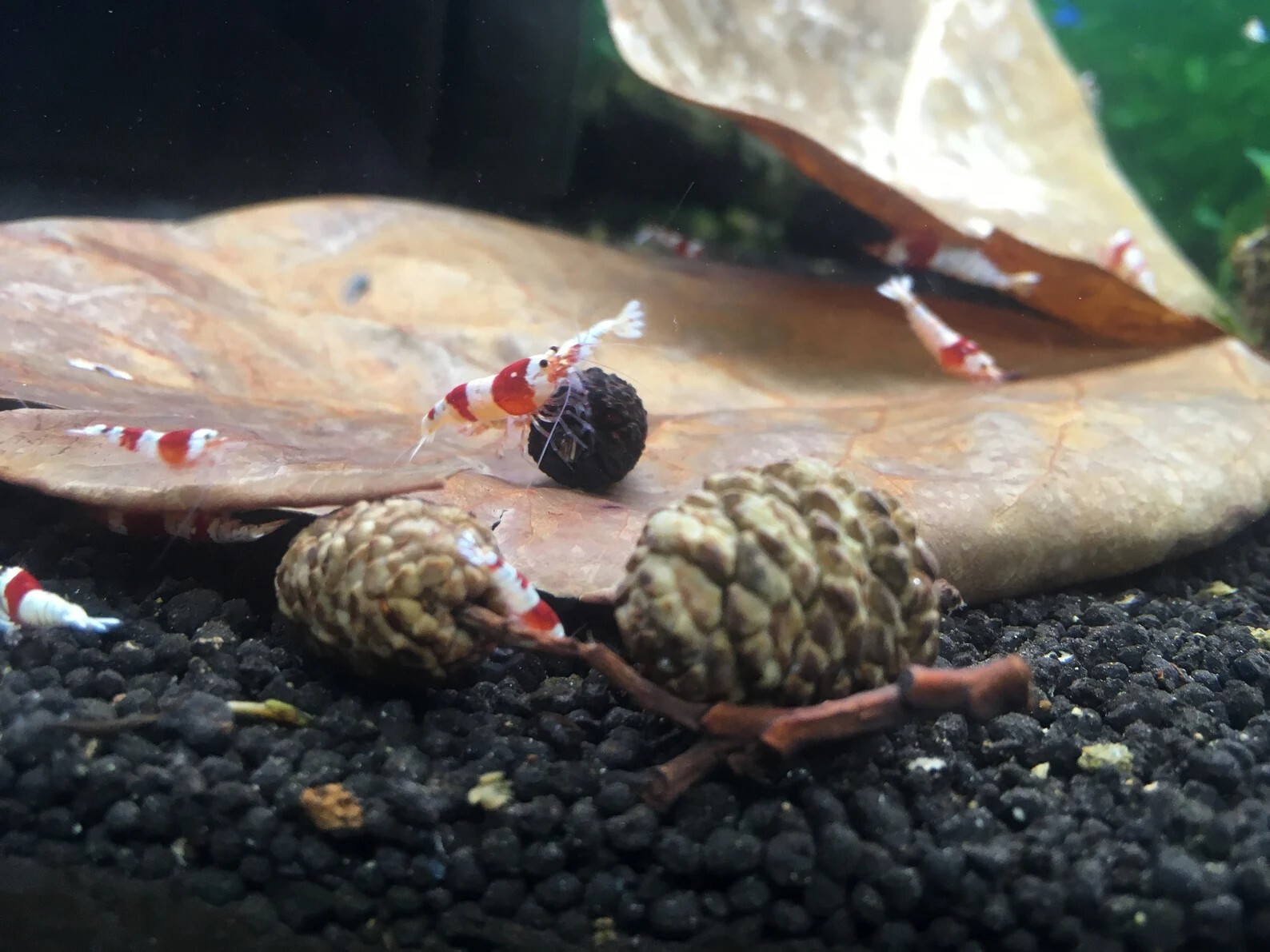 Indian Almond Leaves Alder Cones Mineral Balls Cholla Wood Package For Aquarium