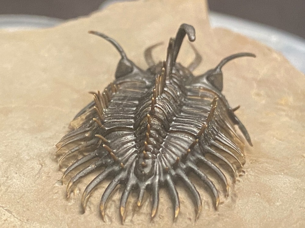 walliserops hammii & phacops